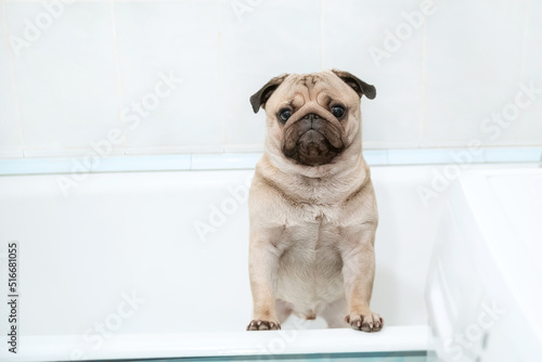 the pug is sitting in a home bath and impatiently waiting for washing. © Lema-lisa