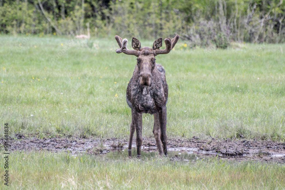 Naklejka premium Moose standing ground