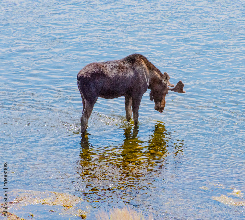 Moose admiring his reflection Moose admiring his reflection