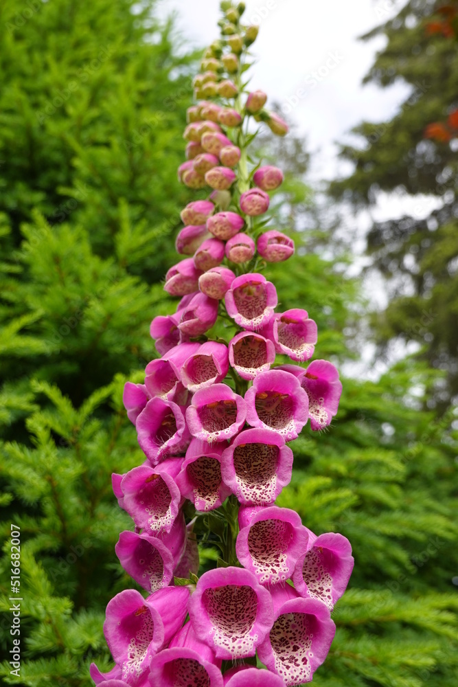 Purple foxglove, Digitalis purpurea, aka common foxglove or lady’s ...