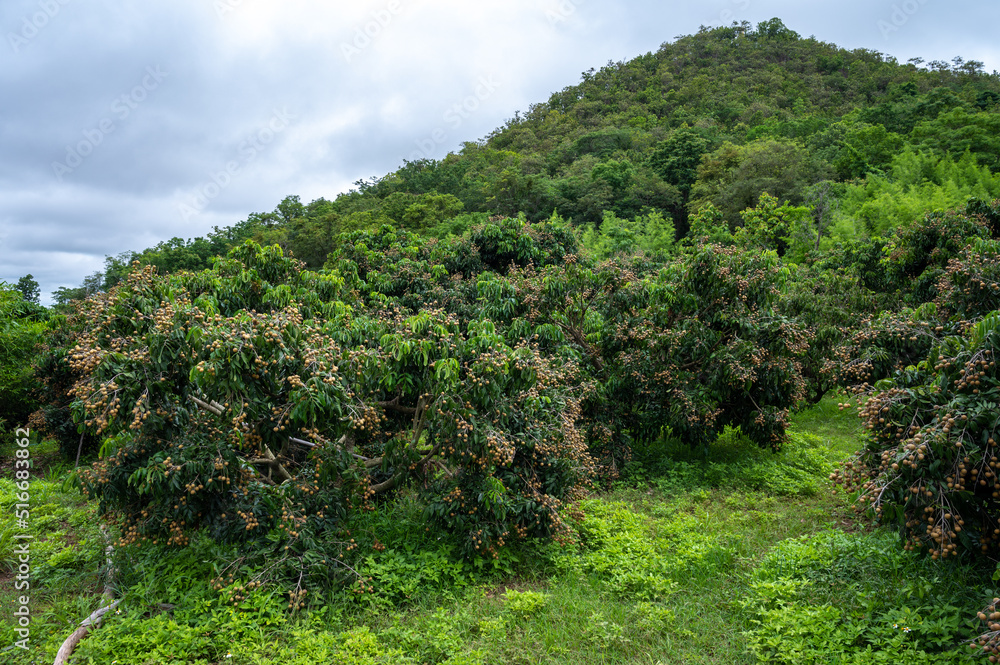 View of Longan tree plantation nearly a hill in countryside of Thailand. Longan is a tropical fruit native to Southeast Asia that's a member of the soapberry family.