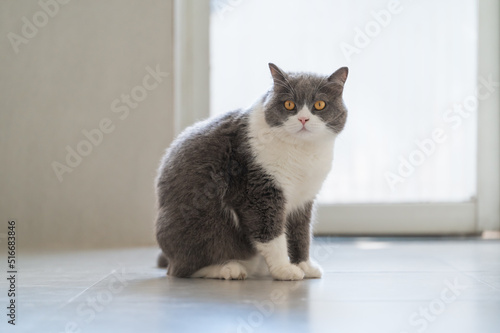 British Shorthair cat sitting on the floor