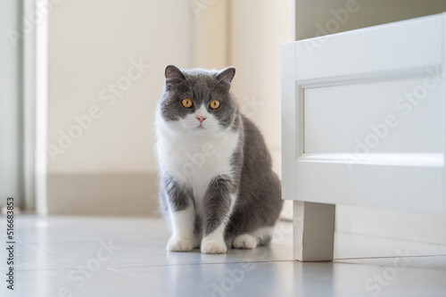 British Shorthair cat sitting on the floor