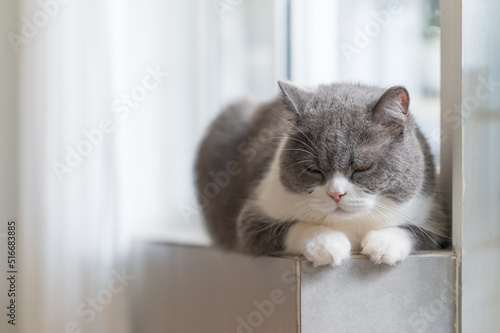 British Shorthair cat sleeping on the windowsill