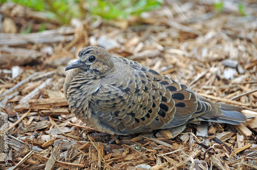 Baby Morning Dove