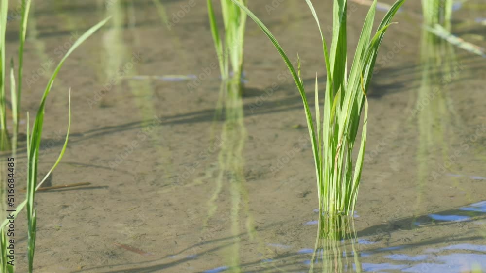 Rice seedlings planted in a paddy field in mid-summer in Japan, exuding vitality. Rice seedlings planted in a paddy field in mid-summer in Japan, exuding vitality.