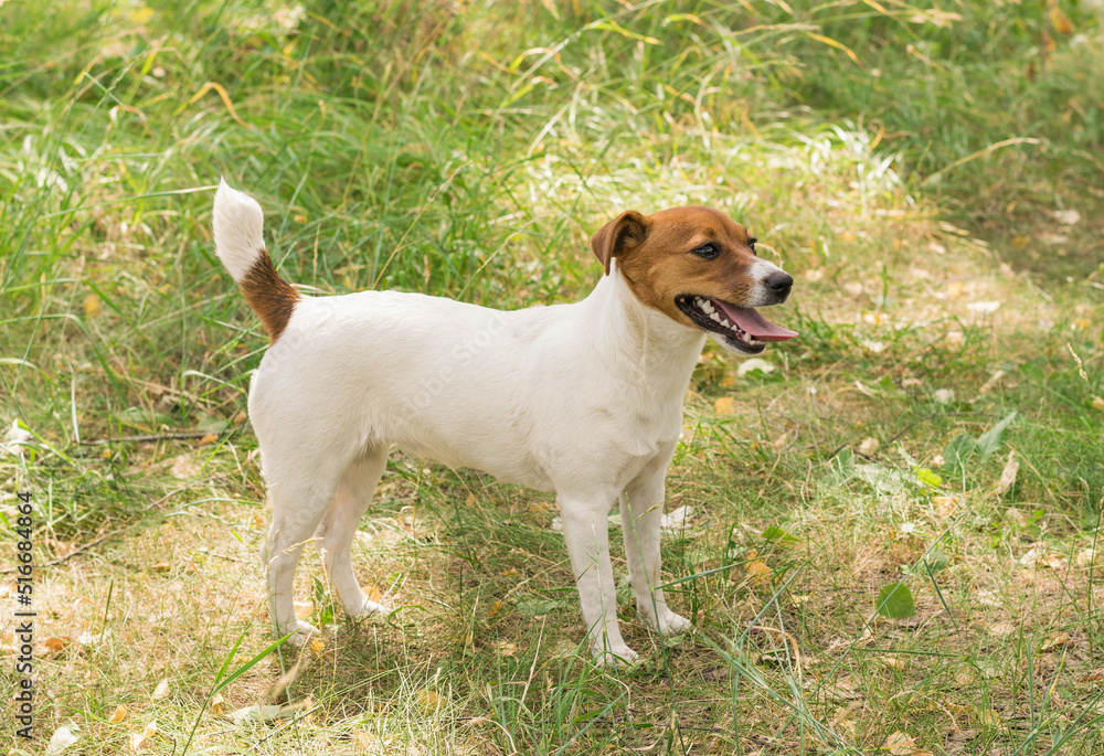 Jack Russell terrier dog in a summer park on the green grass.