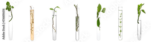 Set of test tubes with plan...