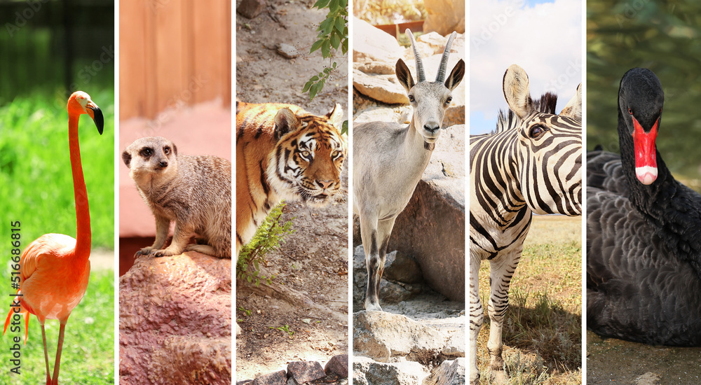Fotografia Collage with many different wild animals