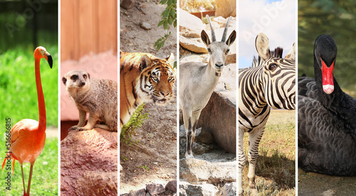 Canvas Print Collage with many different wild animals