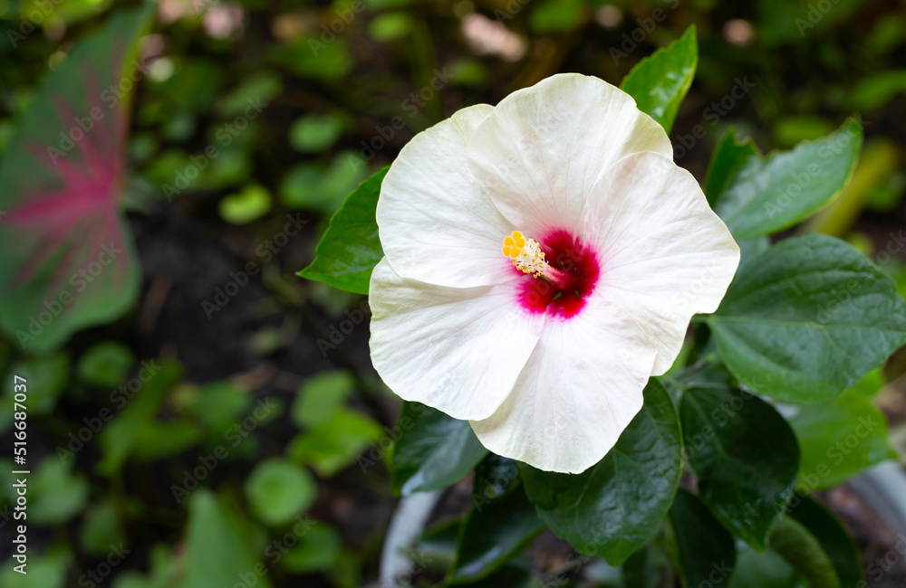 Hibiscus flower with green leaves