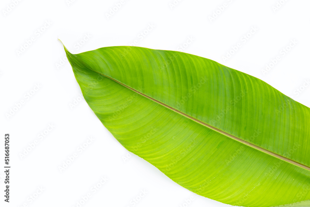 Fototapeta premium Heliconia leaf on white background. Copy space