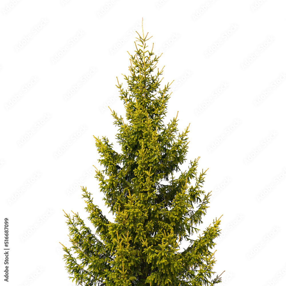 Fototapeta premium Spruce tree isolated on white background, natural photo