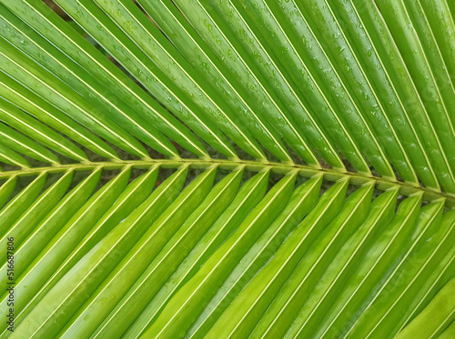 floral background  large  lush  green palm branch many thin  long leaves  nature