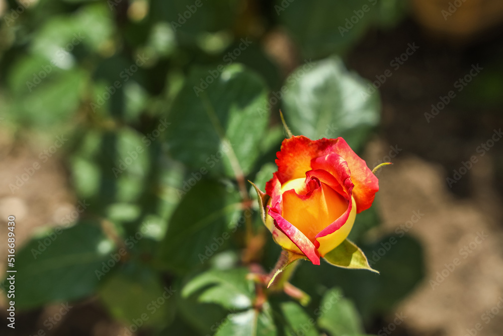 Beautiful rose bud in garden on sunny day, closeup Beautiful rose bud in garden on sunny day, closeup