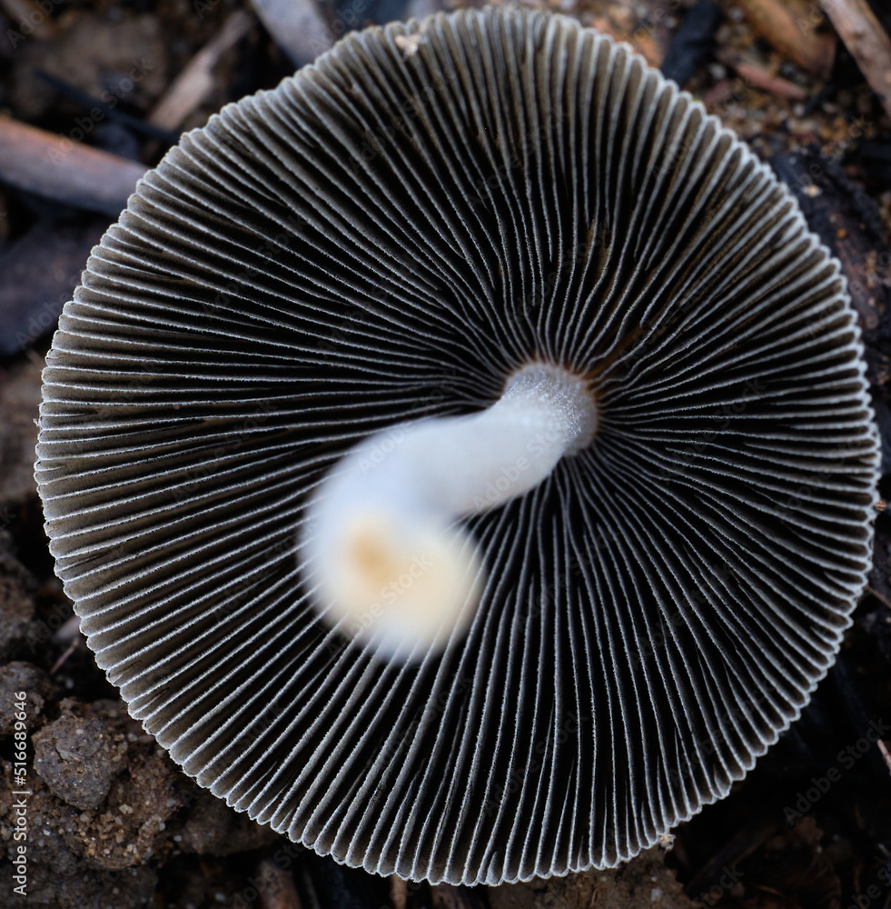 mushroom gills pattern macro photo mushroom gills pattern macro photo