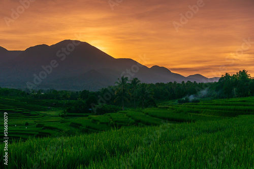 Indonesia s extraordinary natural scenery. sunny morning sunrise view in the rice fields