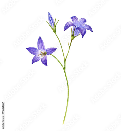 watercolor drawing flower of spreading bellflower, Campanula patula isolated at white background , hand drawn botanical illustration