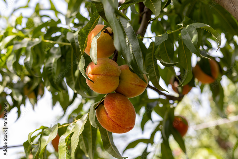Plenty of ripen peaches hanging on a tree in a fruit garden. Stock
