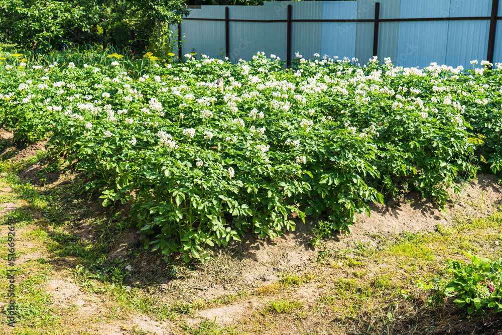 Flowering potato bushes. Potato bush blooming with white flowers