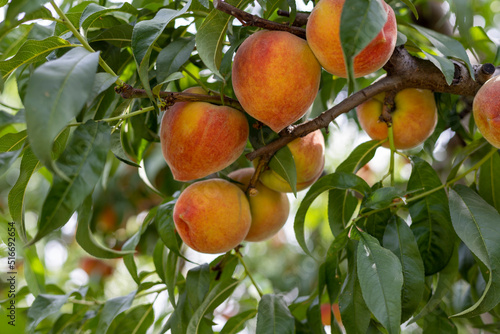 Closeup view of fresh ripe peaches in tree