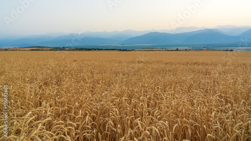 Wheat field with a rich harvest