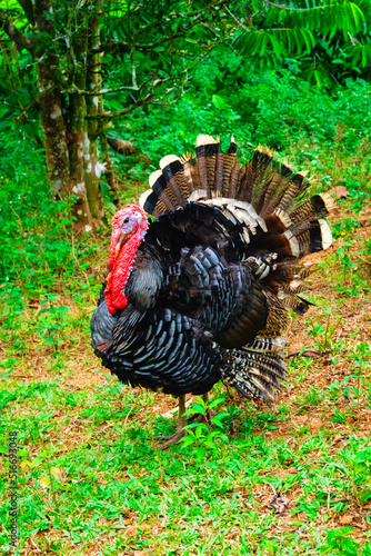 Domestic turkey in free range
