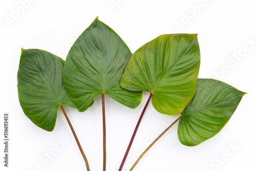 Green leaves of homalomena rubescens