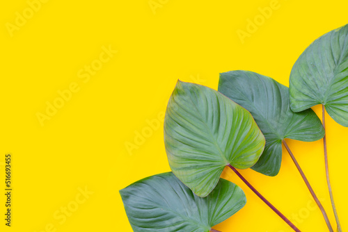 Green leaves of homalomena rubescens