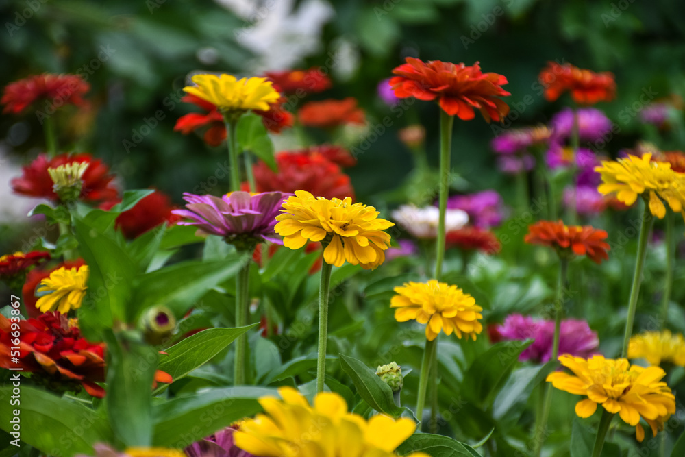 A beautiful flowering bed with many bright and colorful dahlia flowers A beautiful flowering bed with many bright and colorful dahlia flowers