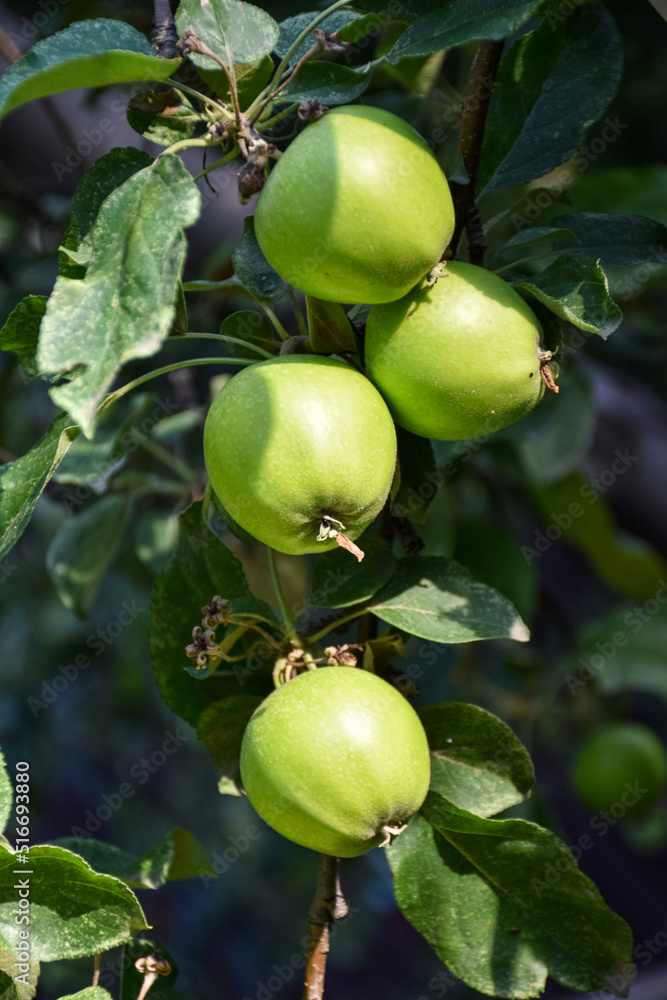 Fresh ripe apples on the branches in a domestic orchard Fresh ripe apples on the branches in a domestic orchard