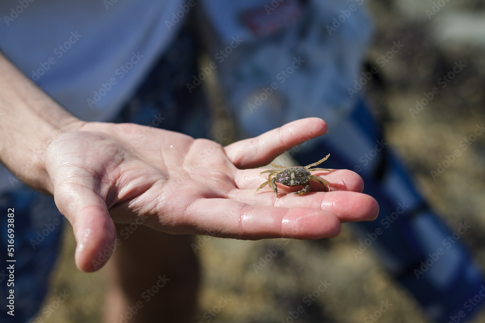 Small crab in a person's hand