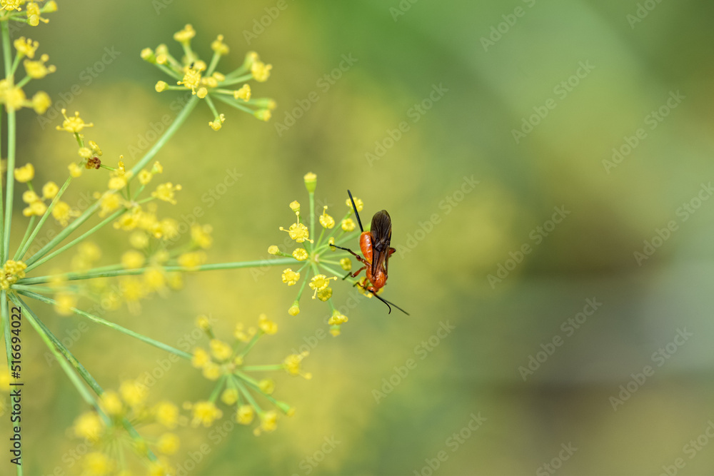 Naklejka premium Culinary herb, Insect pollinates flowering dill in a garden bed