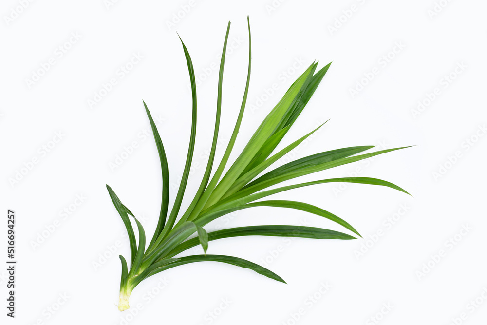 Fresh pandan leaves on white background. Fresh pandan leaves on white background.