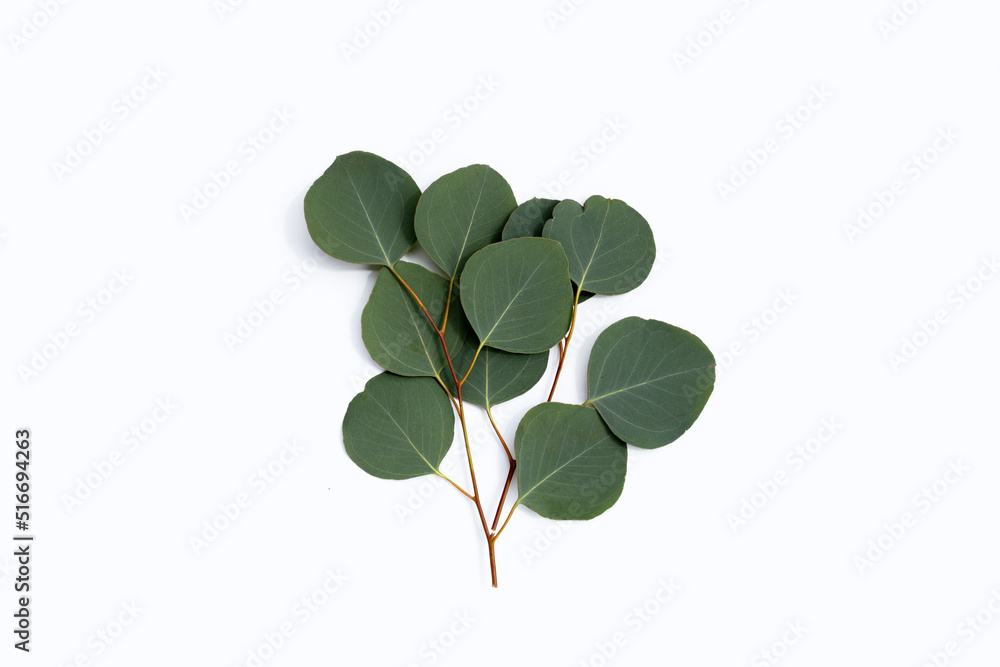 Obraz premium Green leaves of eucalyptus on white