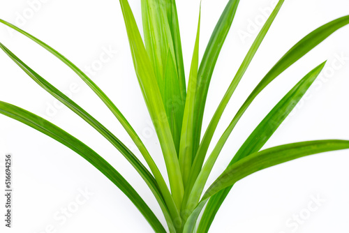 Fresh pandan leaves on white background.