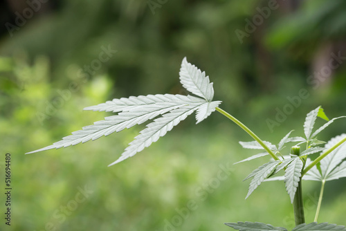 Close-up cannabis seedlings. Cannabis is a standoff between a drug and a medicine.Cannabis background herb on the farm