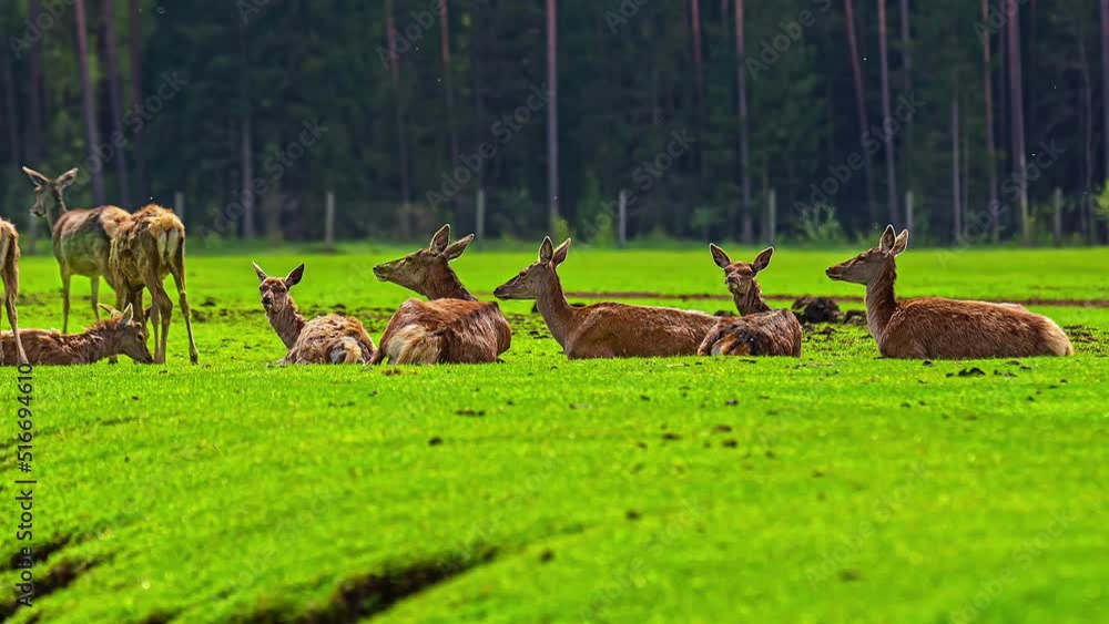 Herd Of Deers Walking, Grazing And Lying On The Grassland Near The Forest. - timelapse Herd Of Deers Walking, Grazing And Lying On The Grassland Near The Forest. - timelapse