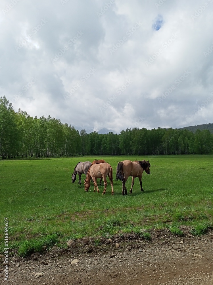 horses on the meadow