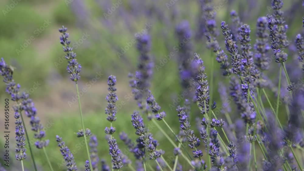 A female worker cuts lavender in a lavender field. Focus on the foreground. The figure of a woman is blurred. A female worker cuts lavender in a lavender field. Focus on the foreground. The figure of a woman is blurred.