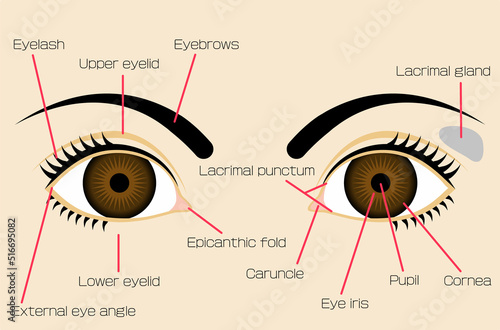 目の部位名称の図解イラスト／Illustrated illustration of eye part names
