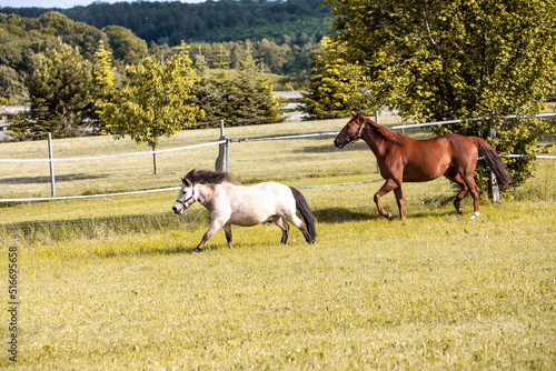 Pferde auf Weide 