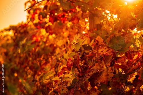 Bright autumn red orange yellow grapevine leaves at vineyard in warm sunset sunlight. Beautiful clusters of ripening grapes. Winemaking and organic fruit gardening. Close up. Selective focus.