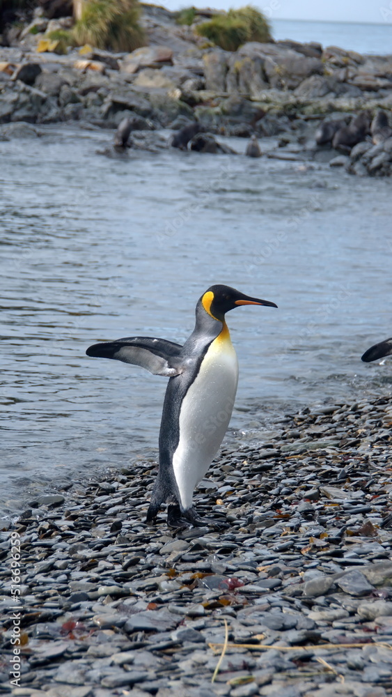 Fototapeta premium King penguin (Aptenodytes patagonicus) walking on the beach with its wings extende at Jason Harbor, South Georgia Island