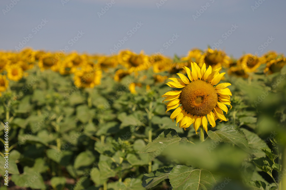 Fototapeta premium sunflower field in summer