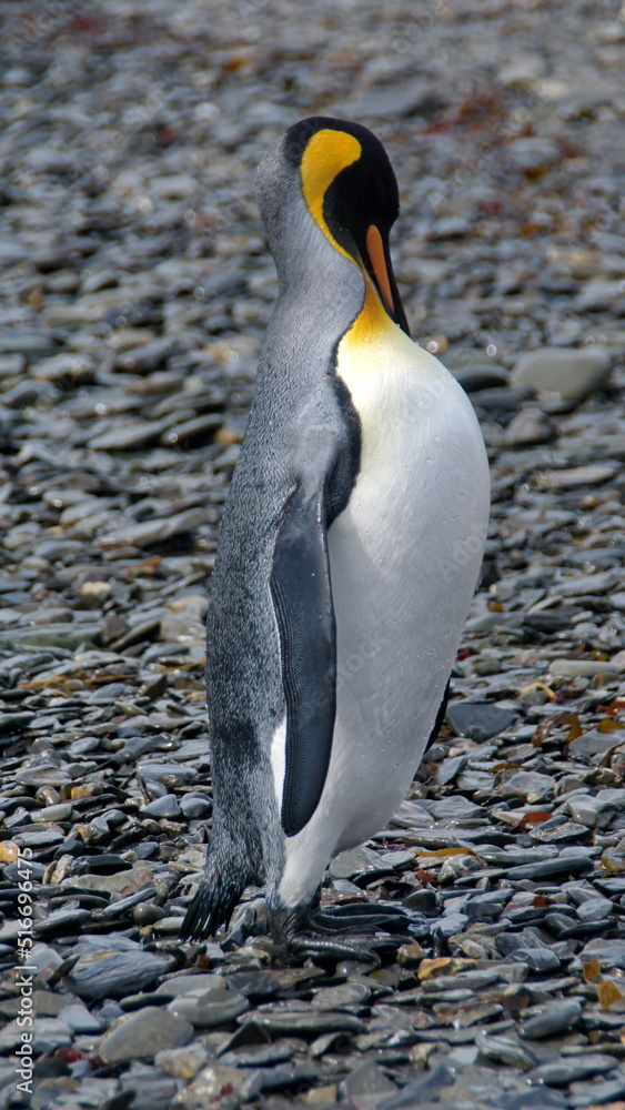 Naklejka premium King penguin (Aptenodytes patagonicus) preening on the beach at Jason Harbor, South Georgia Island
