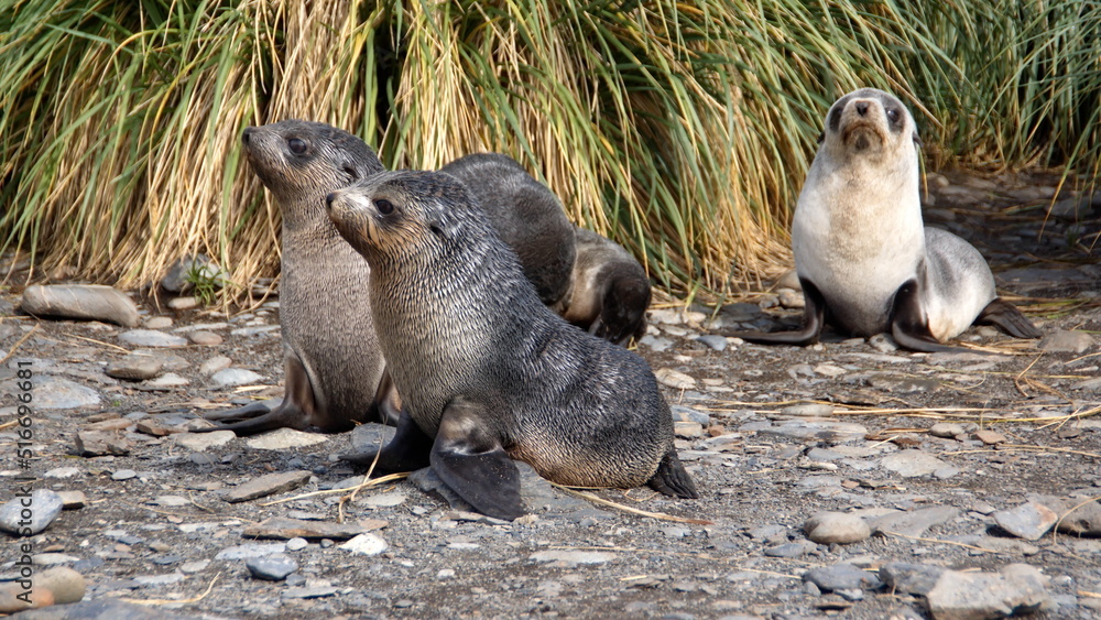 Fototapeta premium Antarctic fur seal (Arctocephalus gazella) pups on the beach in front of tussock grass at Jason Harbor, South Georgia Island