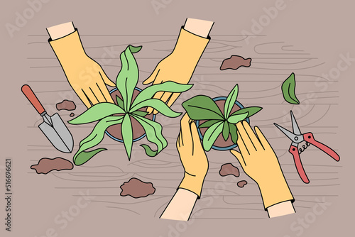 People transplanting plants in pots at home. Gardeners take care of houseplants. Horticulture and gardening concept. Vector illustration. 