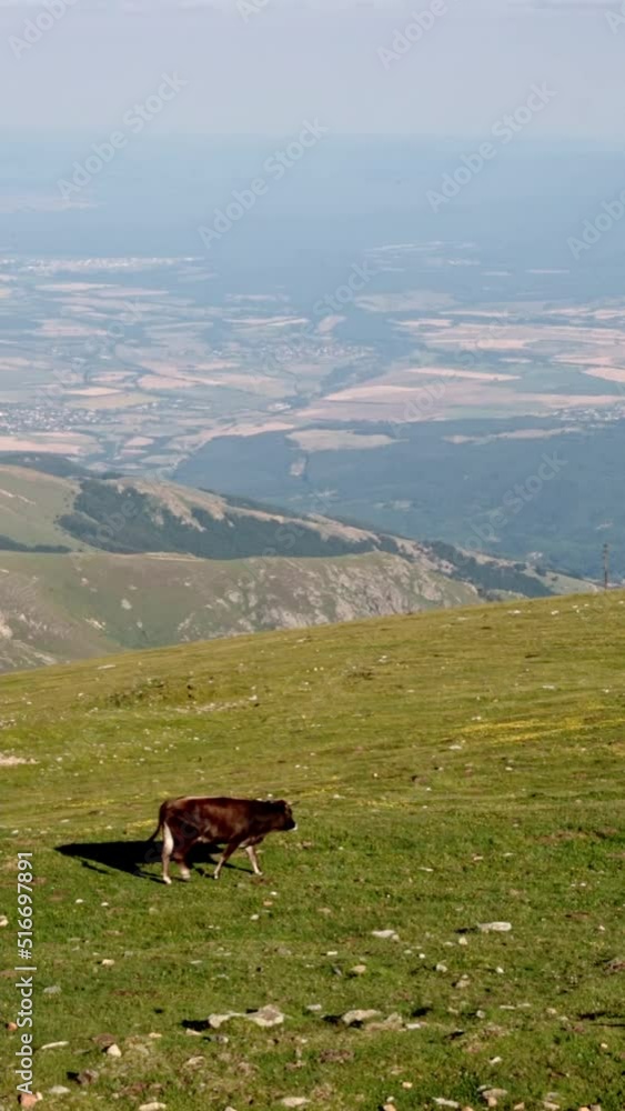 Cow walking in the mountain on a summer day Cow walking in the mountain on a summer day