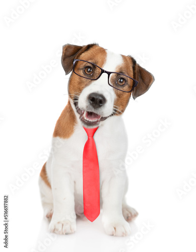 Jack russell terrier puppy wearing  suit with necktie looks at camera. isolated on white background © Ermolaev Alexandr